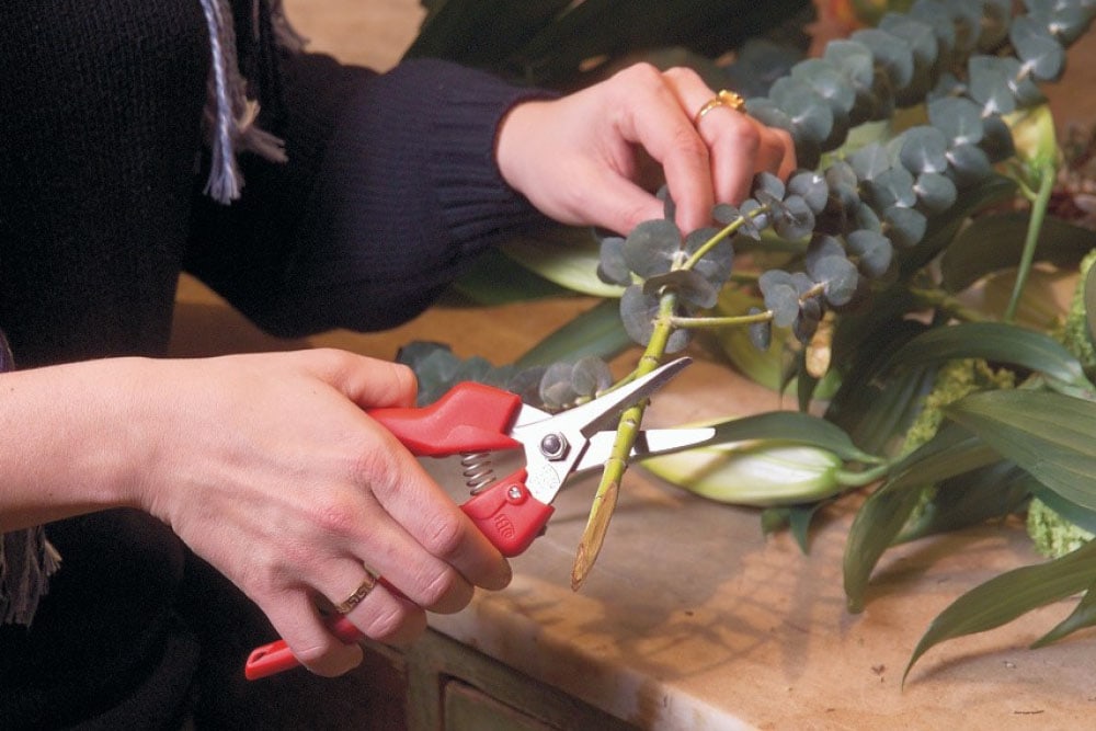 Vrouw knip bloemsteel met bloemenschaar van Felco.