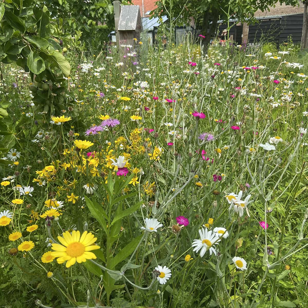 Heel veel gele, roze en witte bloeiende bloemen op de bloemenweide van Miranda.