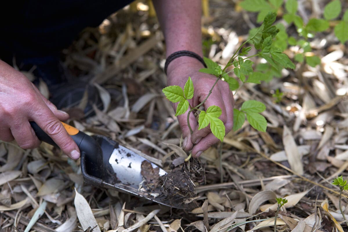 Iemand graaft een zaailing van een boom op.