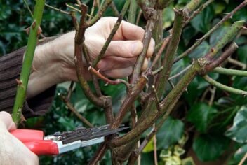 snoeischaar knipt in stam van stekelige stam van een struikroos.