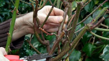 snoeischaar knipt in stam van stekelige stam van een struikroos.