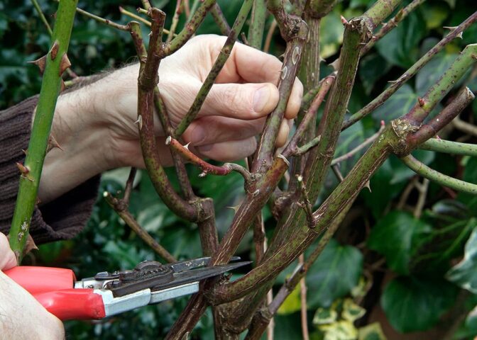 snoeischaar knipt in stam van stekelige stam van een struikroos.