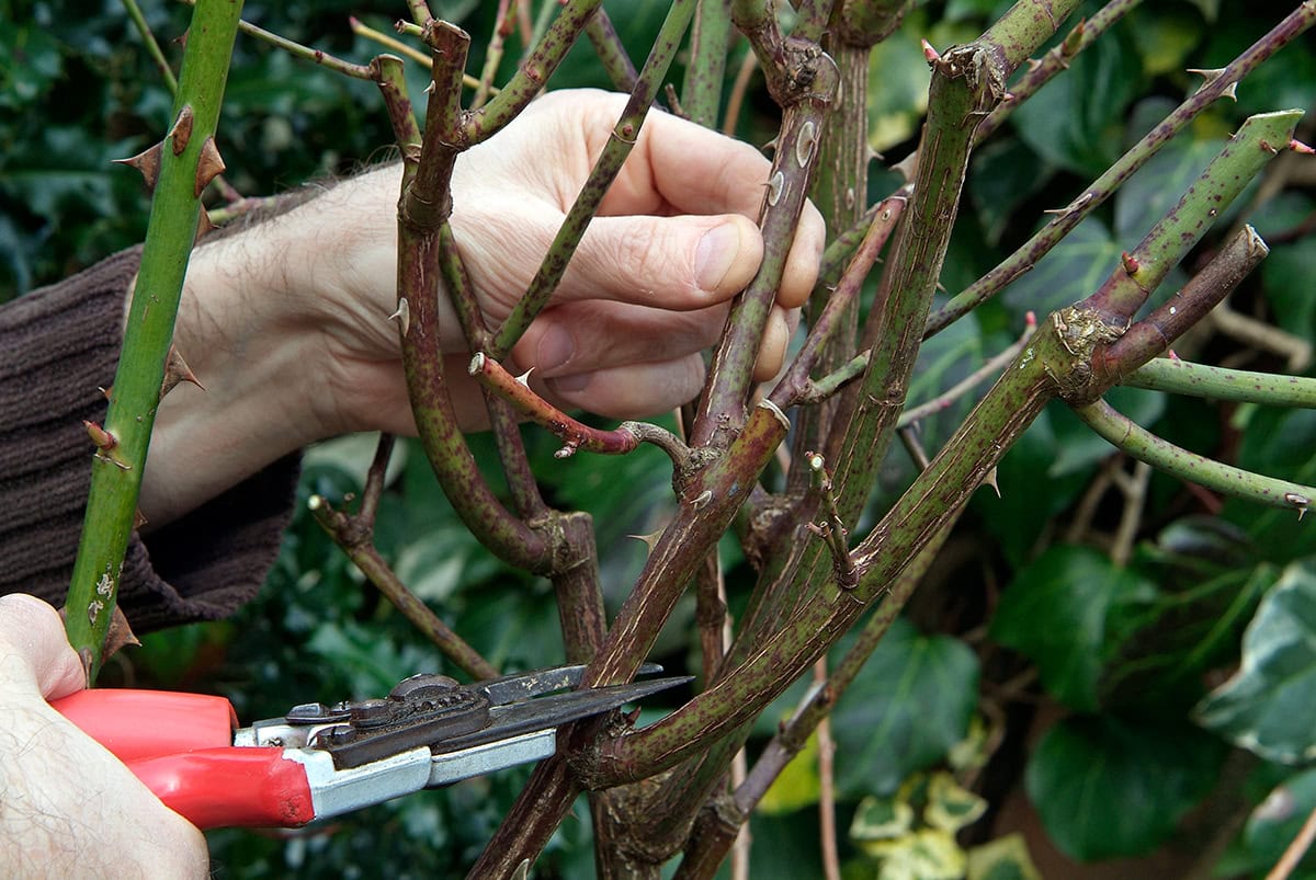 snoeischaar knipt in stam van stekelige stam van een struikroos.