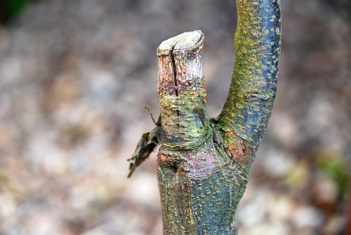 Dode tak met oranje stippen.