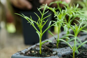 Groene, kleine cosmea plantjes in zaaitray.