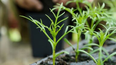 Groene, kleine cosmea plantjes in zaaitray.