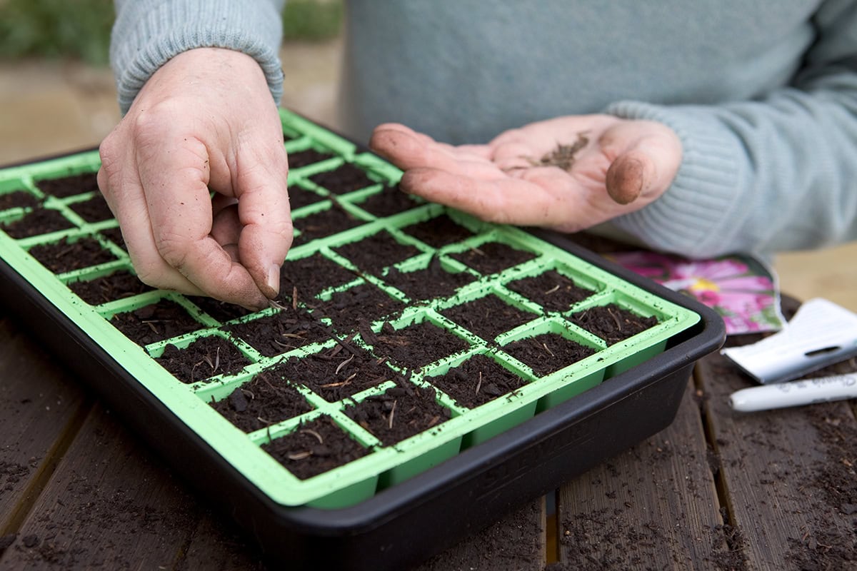 Zaadjes worden in vakjes met grond in de zaaitray gestopt.