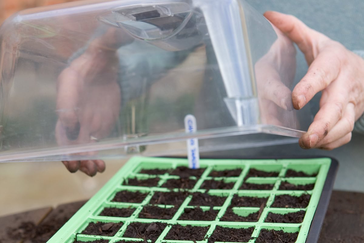 Man zet plastic kap op zaaitray