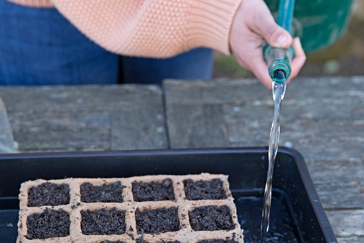Vrouw giet water in tray