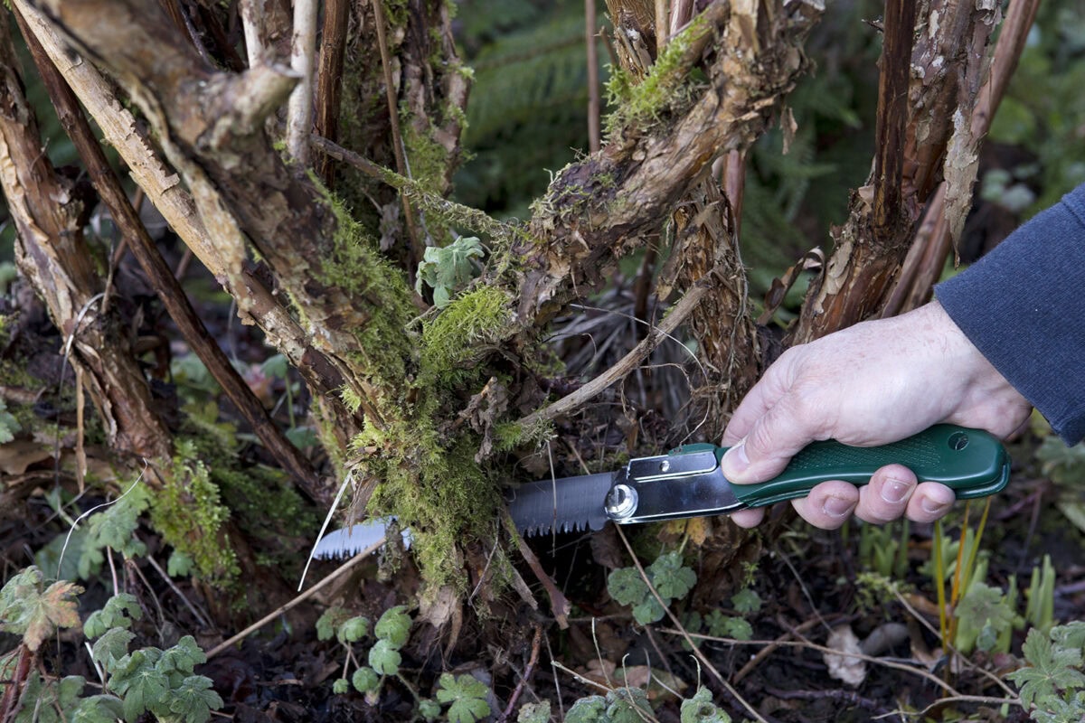 Iemand snoeit Deutzia met een snoeizaag.