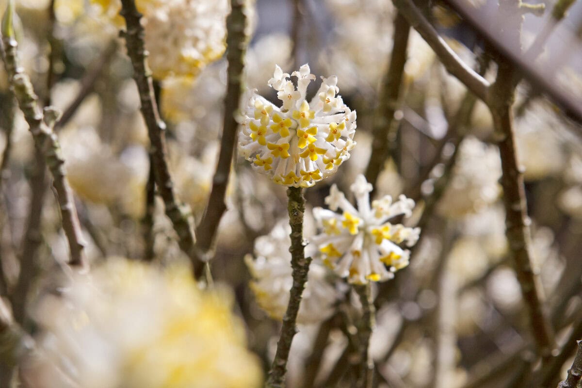 De heldegele bloemen van de winterbloeiende papierstruik.