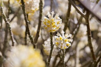 De heldegele bloemen van de winterbloeiende papierstruik.