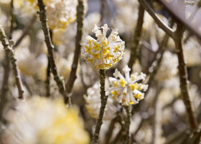 De heldegele bloemen van de winterbloeiende papierstruik.
