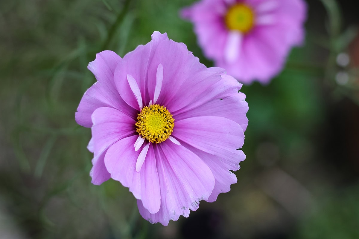 roze bloem van dichtbij met roze bladeren en geel hart.