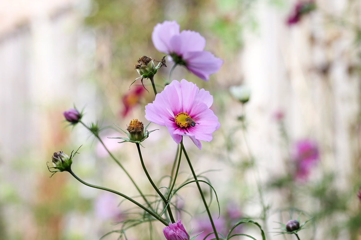 roze bloemen aan lange groene stengels met bij