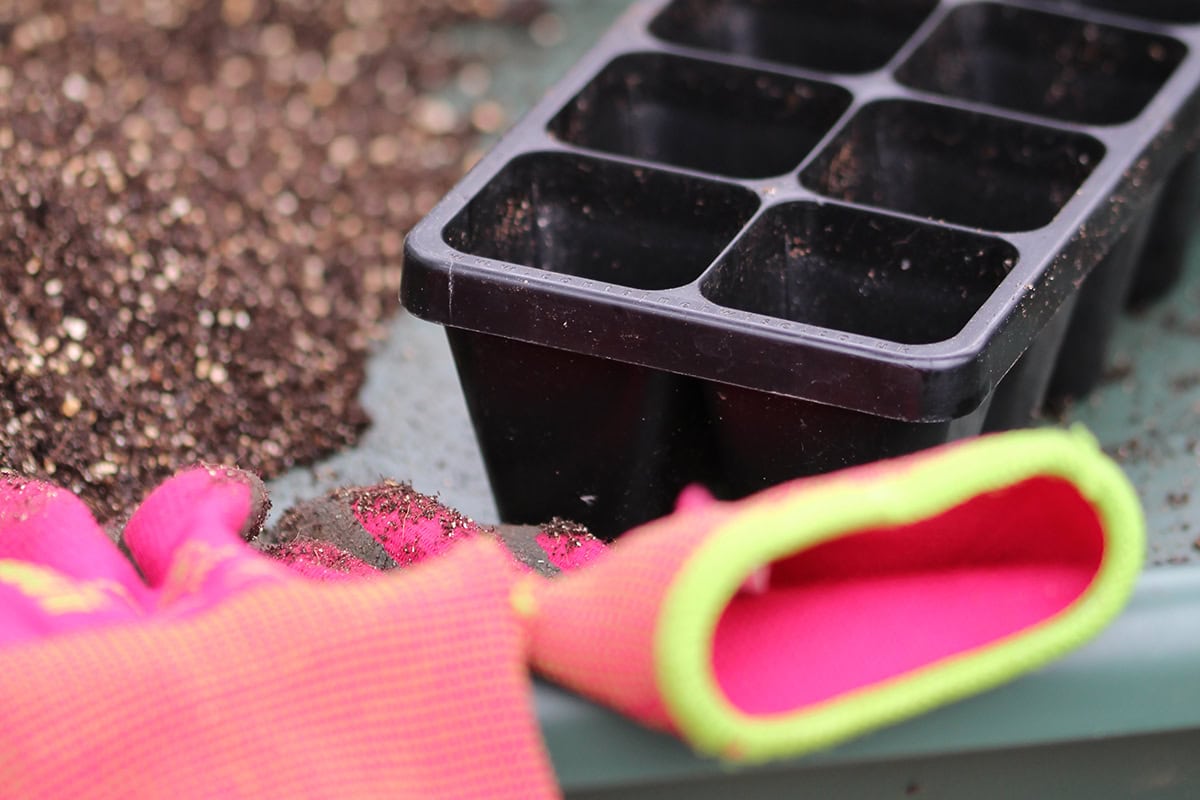 bak met potgrond, zaaitray en handschoenen