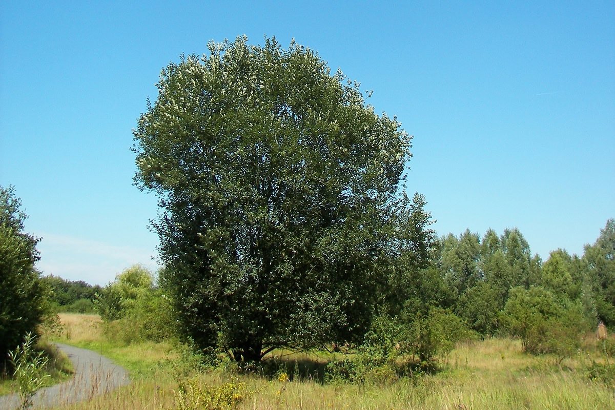 Groene middelgrote boom op veld.
