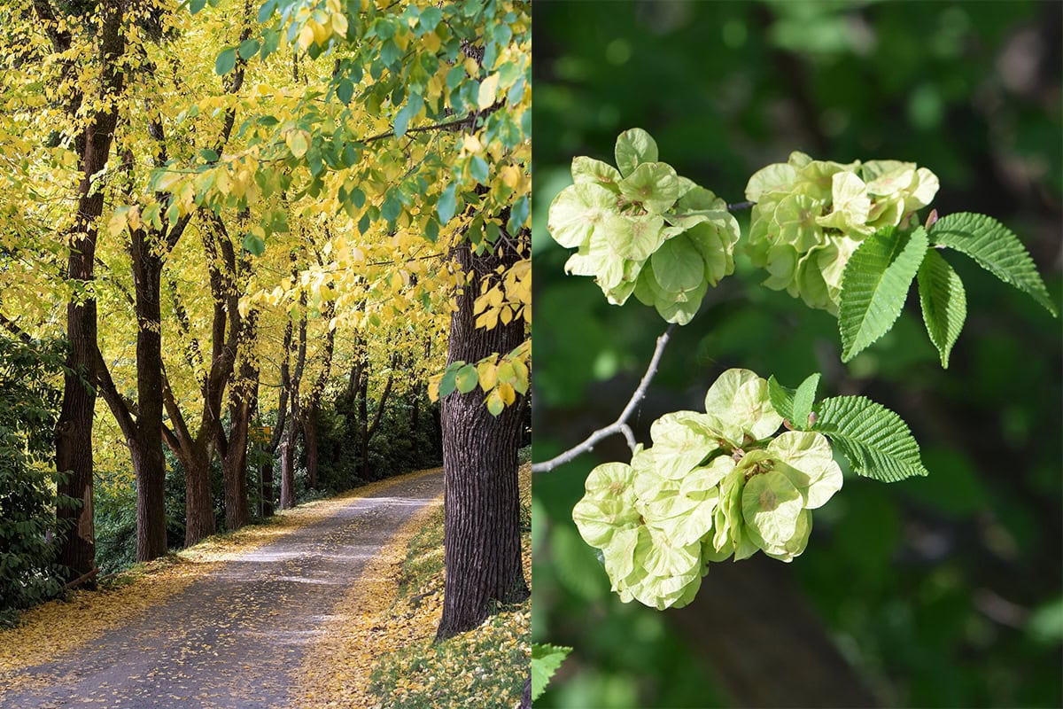 Bomenlaan en close up van ronde zaden van de iep