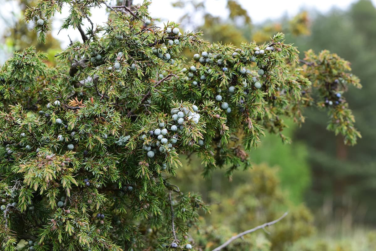 Plant met scherpe naalden en blauwgrijze bessen