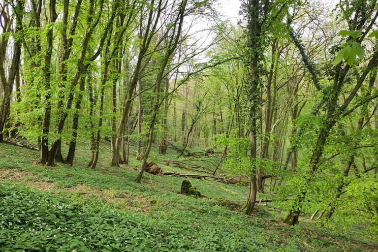 Top-10 inheemse bomen voor kleine én grote tuinen - Gardeners World