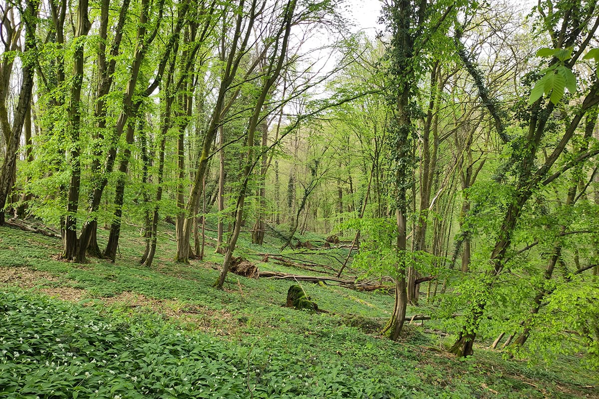Bos op helling met bomen en groene blaadjes en groene begroeiing 