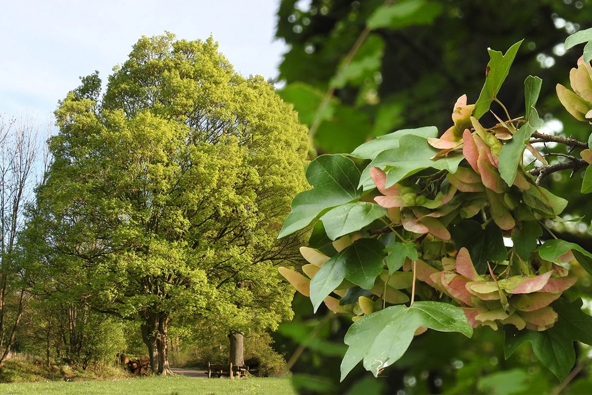 Grote groene boom en zoom in van vruchten
