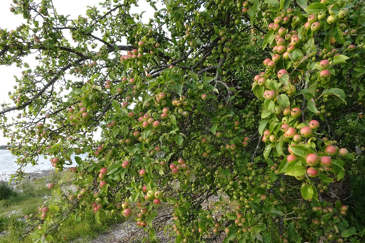 Kleine appels aan een boom