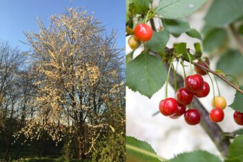 Boom met witte bloesem en tak met rode vruchten aan steeltjes