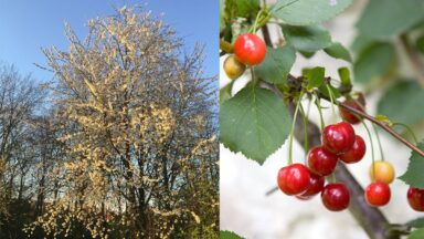 Boom met witte bloesem en tak met rode vruchten aan steeltjes
