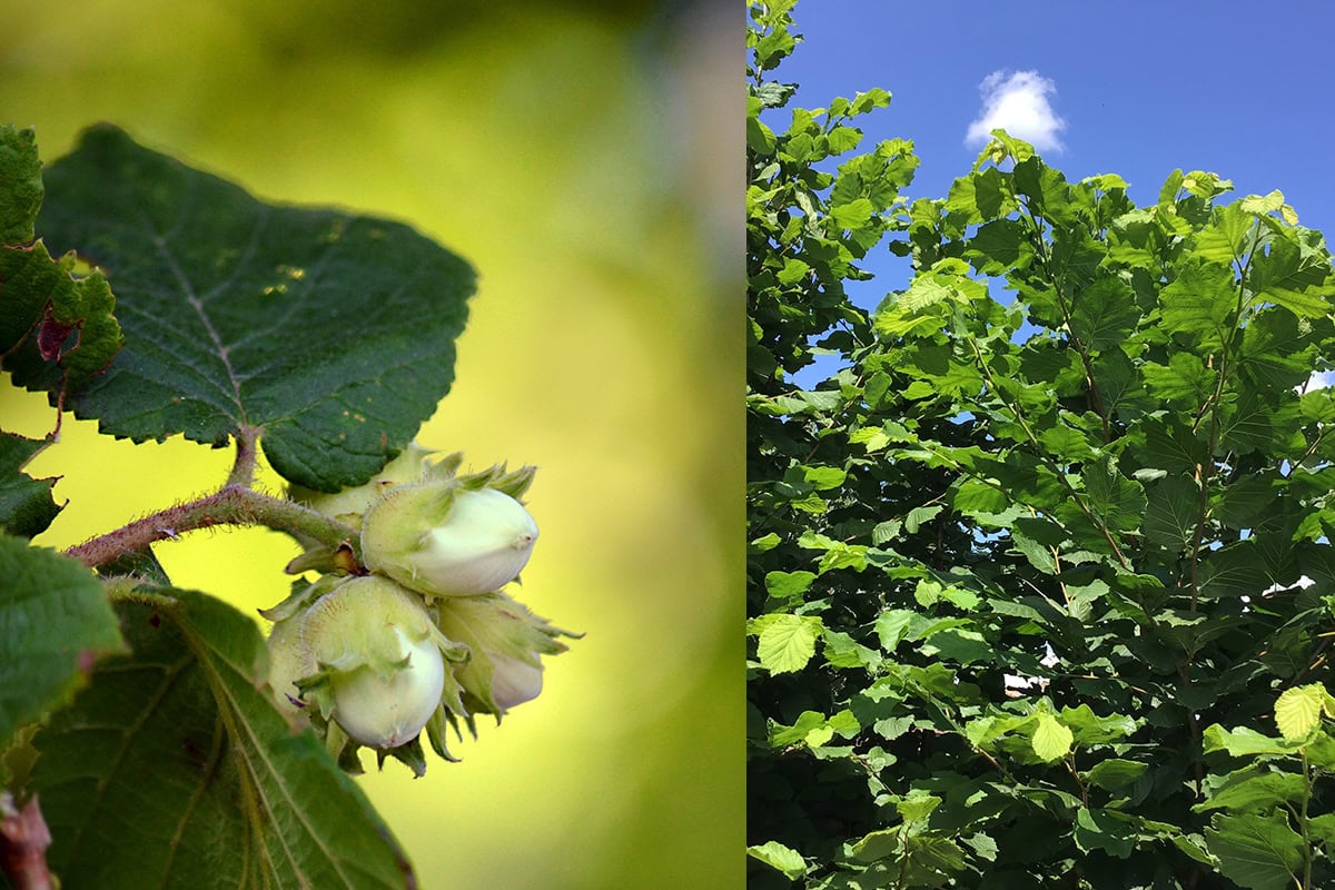 Noten aan een boom en groene bladeren.