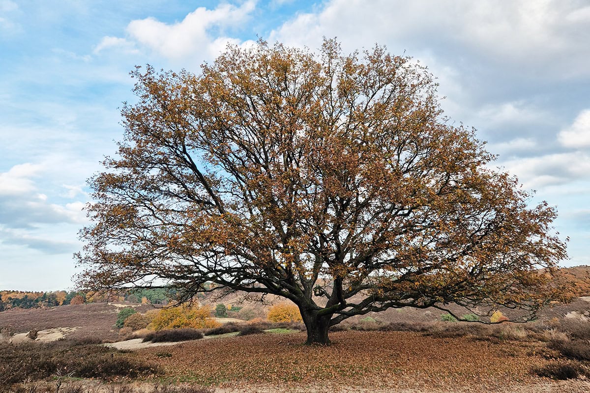 Grote boom in de herfst met gevallen bladeren op de heide,