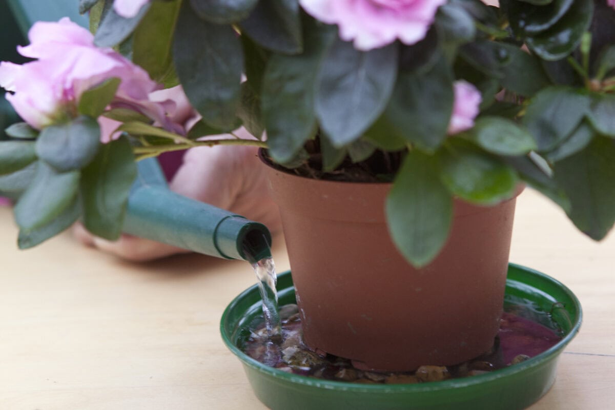 Zet kamerplanten op een schaal met steentjes.