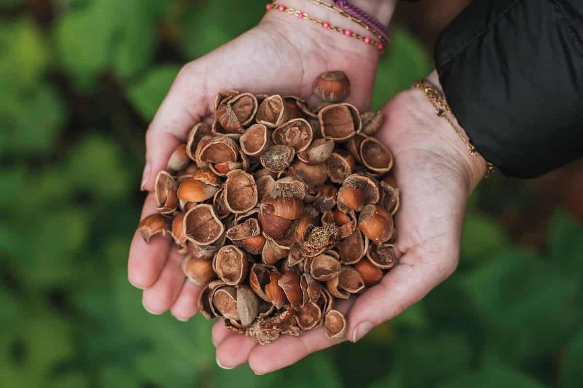 Twee handen gevuld met notendoppen.