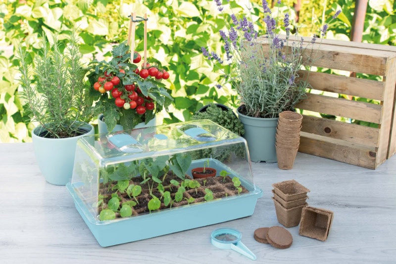 Kweekkas met zaailingen erin.