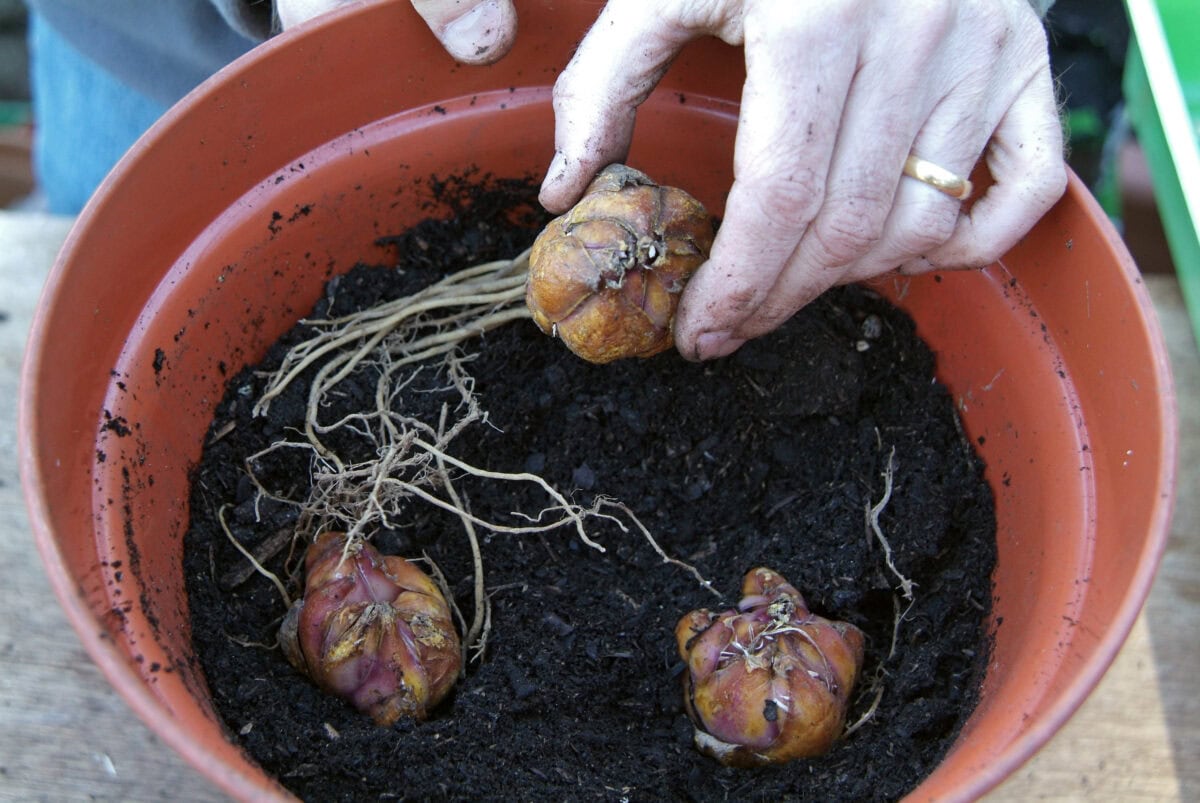 Iemand stopt 3 leliebollen in een pot met potgrond.