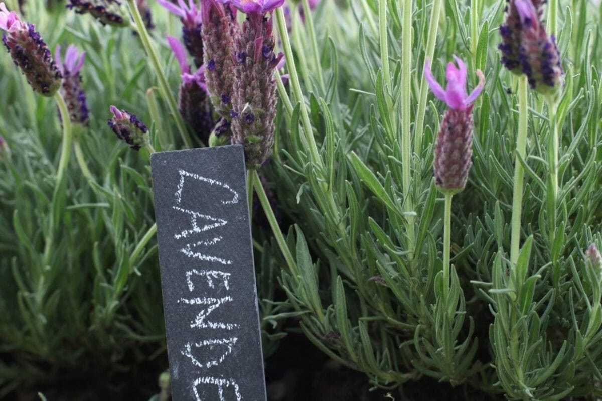 Lavendel met leistenen plantenlabel.
