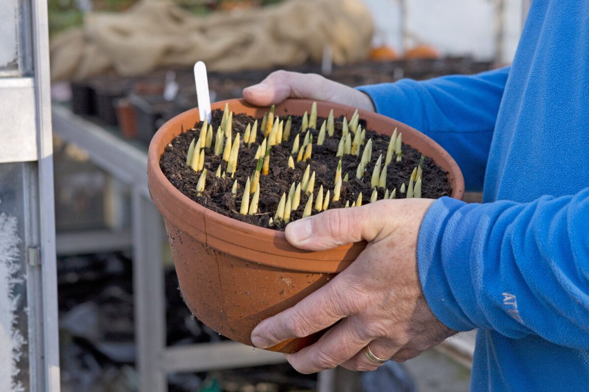 Iemand verplaatst een terracotta pot met krokussen naar de kas.