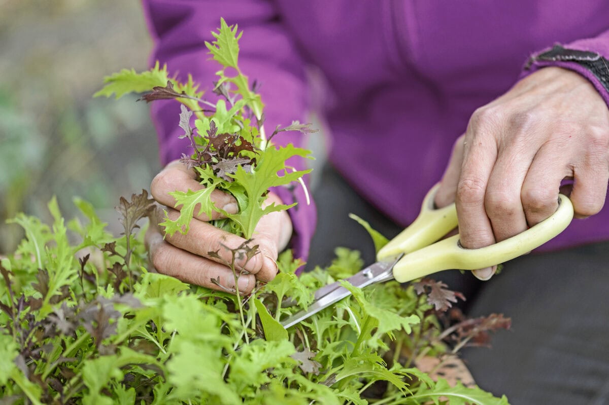 Iemand knip sla uit eigen uit