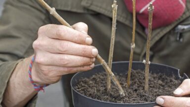 Iemand zet winterstekken van de vlinderstruik in een pot.