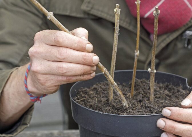 Iemand zet winterstekken van de vlinderstruik in een pot.