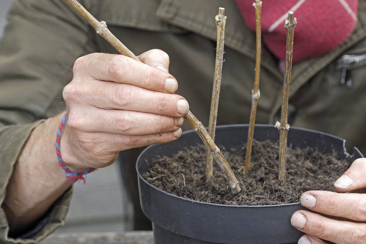 Iemand zet winterstekken van de vlinderstruik in een pot.