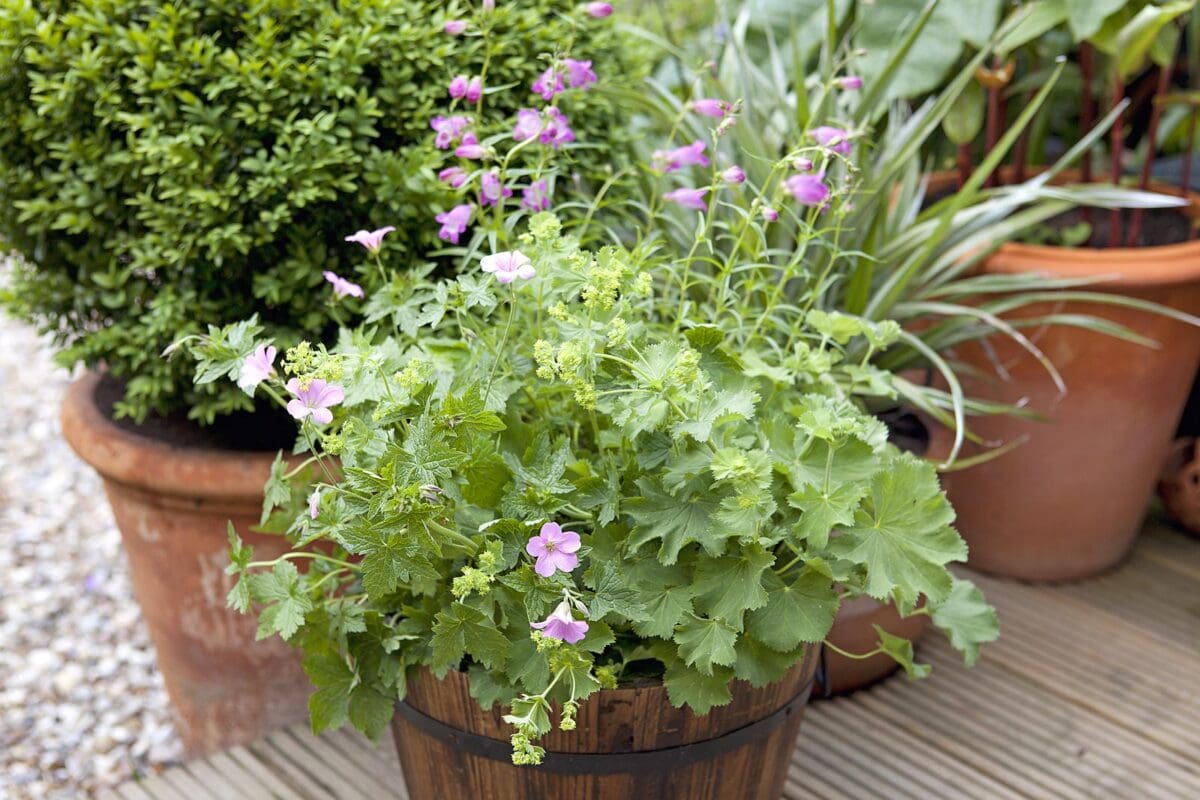 roze geranium in pot