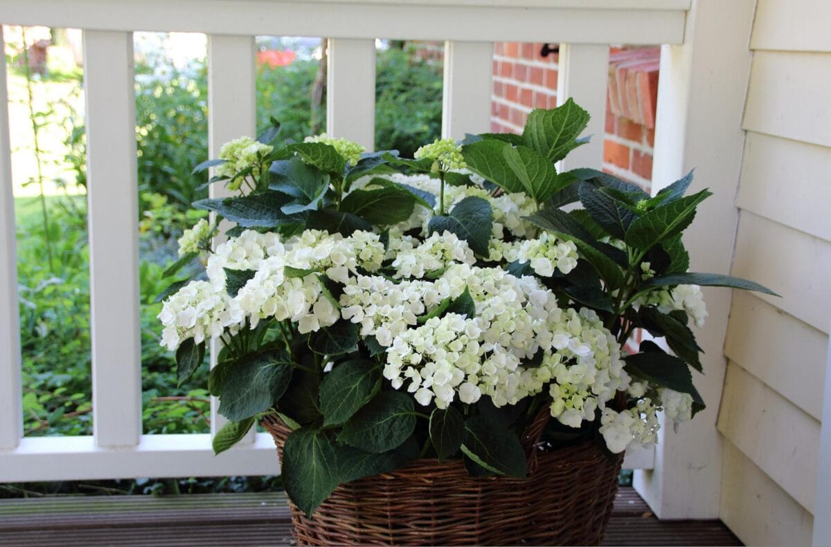 hortensia op balkon in pot