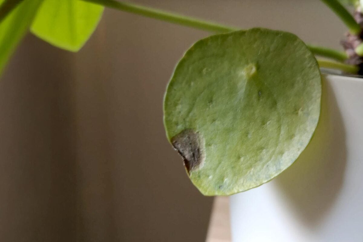 bruine vlekken op het blad kunnen wijzen op te veel plantenvoeding