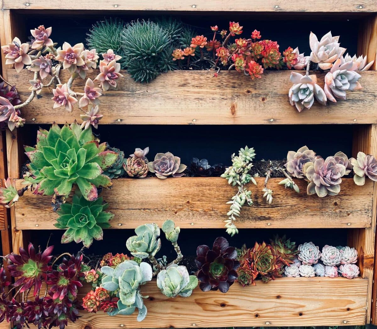 balkonplanten: vetplanten in houten rek