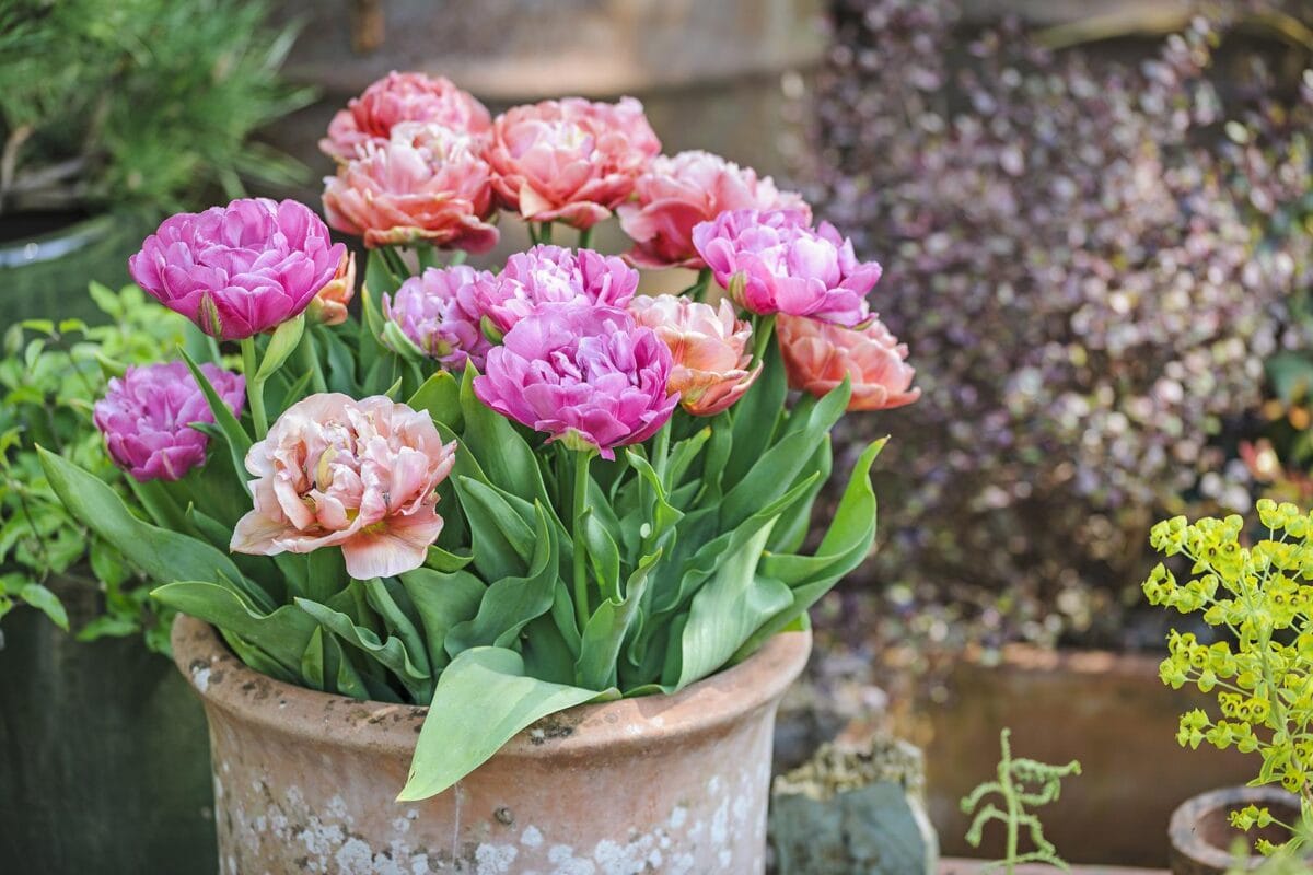 balkonplanten: tulpen