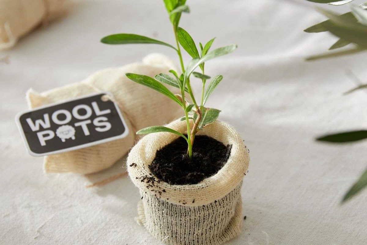 Een jong plantje in een wolle potje van Wool pots.