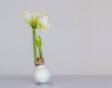 Amaryllisbol in wax, met witte bloemen in bloei.