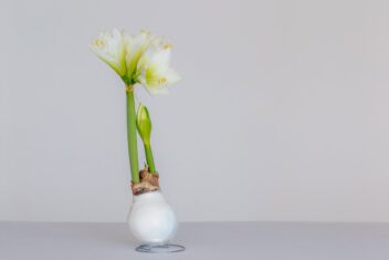 Amaryllisbol in wax, met witte bloemen in bloei.