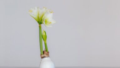 Amaryllisbol in wax, met witte bloemen in bloei.